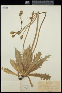 Crepis runcinata subsp. andersonii image