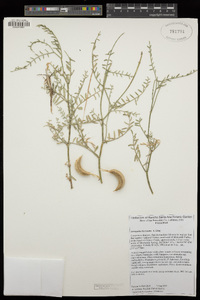 Astragalus bicristatus image