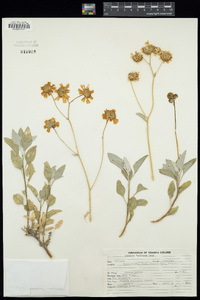 Encelia farinosa image