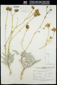 Encelia farinosa image