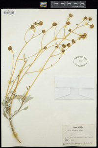 Encelia farinosa image