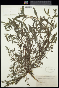 Eclipta prostrata image