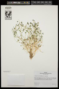 Trifolium monanthum subsp. monanthum image