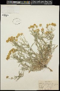 Erigeron aphanactis image