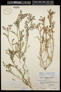 Astragalus didymocarpus var. didymocarpus image