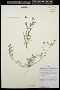 Astragalus didymocarpus var. didymocarpus image