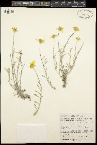 Eriophyllum lanatum var. integrifolium image