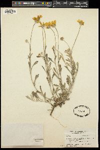 Eriophyllum lanatum var. integrifolium image