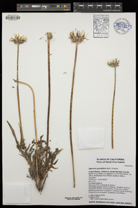 Agoseris grandiflora image