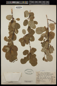 Amelanchier alnifolia var. pumila image