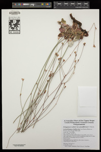 Eriogonum nudum var. pauciflorum image