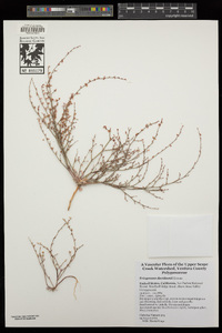 Eriogonum davidsonii image