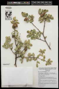 Quercus berberidifolia image