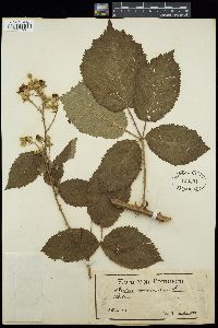 Rubus armeniacus image