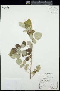 Rubus plicatus image