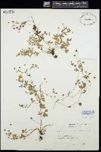 Potentilla anglica image