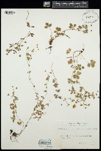 Potentilla anglica image