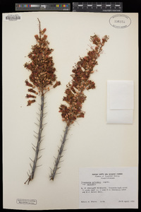 Fouquieria splendens image