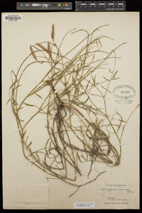 Astragalus inversus image
