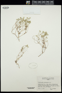 Cryptantha recurvata image