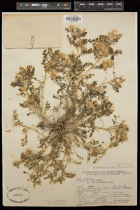 Astragalus lentiginosus var. idriensis image
