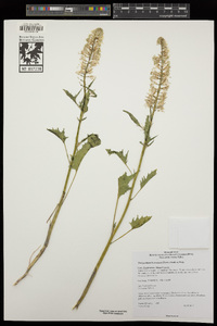 Thelypodium laciniatum image