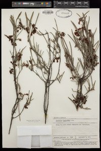Image of Grevillea fasciculata