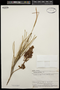 Image of Grevillea juncifolia