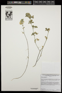 Medicago polymorpha image