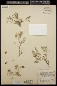 Astragalus lentiginosus var. sierrae image