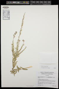 Oenothera suffrutescens image