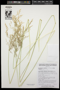 Deschampsia cespitosa subsp. cespitosa image