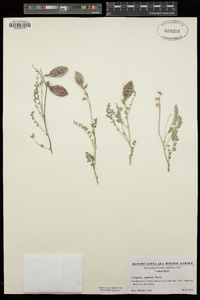 Astragalus oophorus image