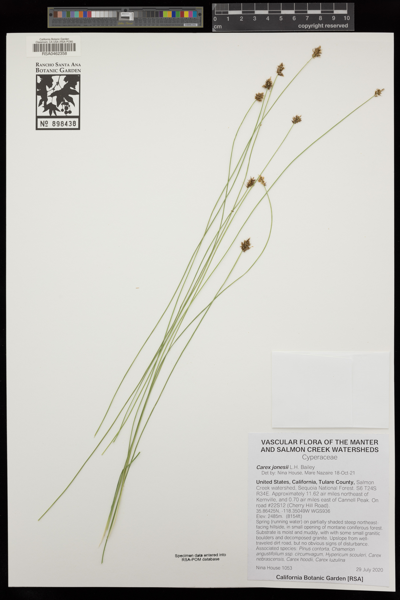 Carex jonesii image