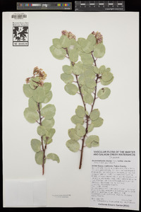 Arctostaphylos viscida subsp. viscida image