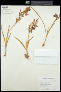 Image of Gladiolus alatus