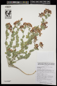 Acmispon grandiflorus var. grandiflorus image