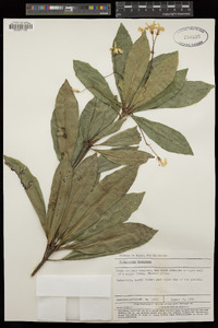 Image of Pittosporum heckelii