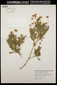 Image of Euryops chrysanthemoides