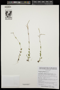 Epilobium hallianum image