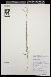 Sisymbrium altissimum image