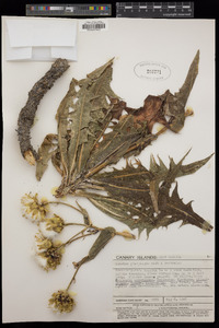 Image of Sonchus platylepis