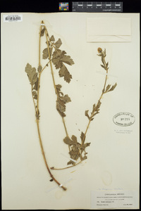 Geum aleppicum image