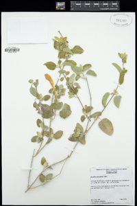 Image of Ruellia discifolia