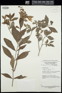 Image of Thunbergia affinis