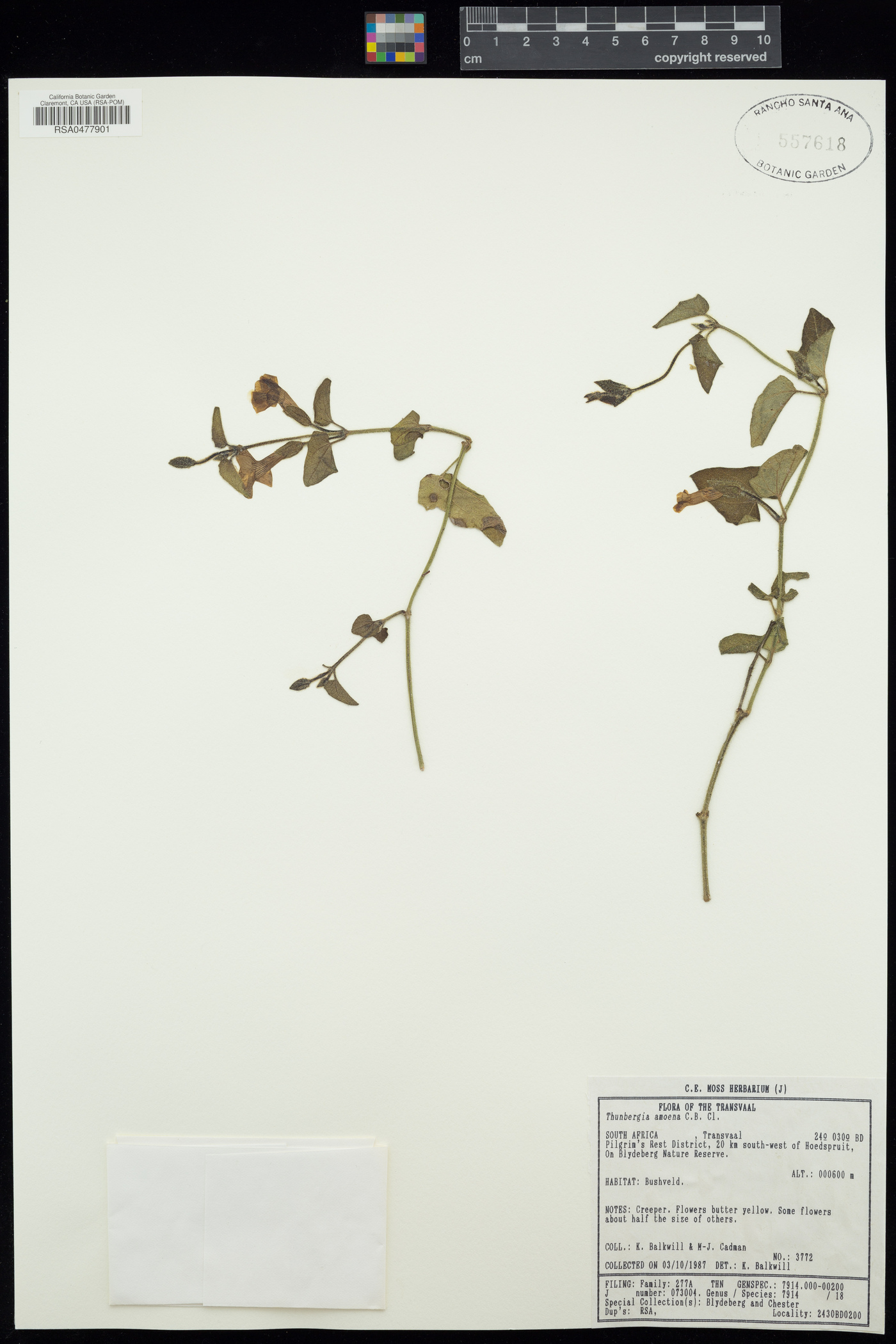 Thunbergia amoena image