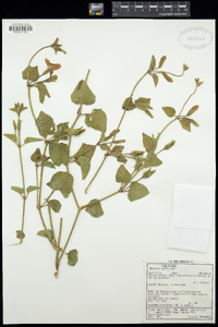 Image of Thunbergia neglecta