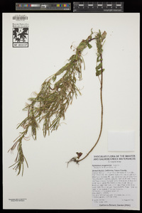 Epilobium oregonense image