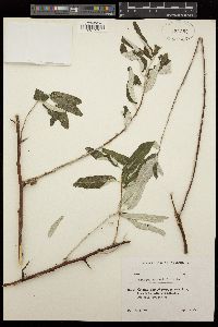 Elaeagnus angustifolia image