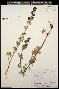 Aconitum altaicum image